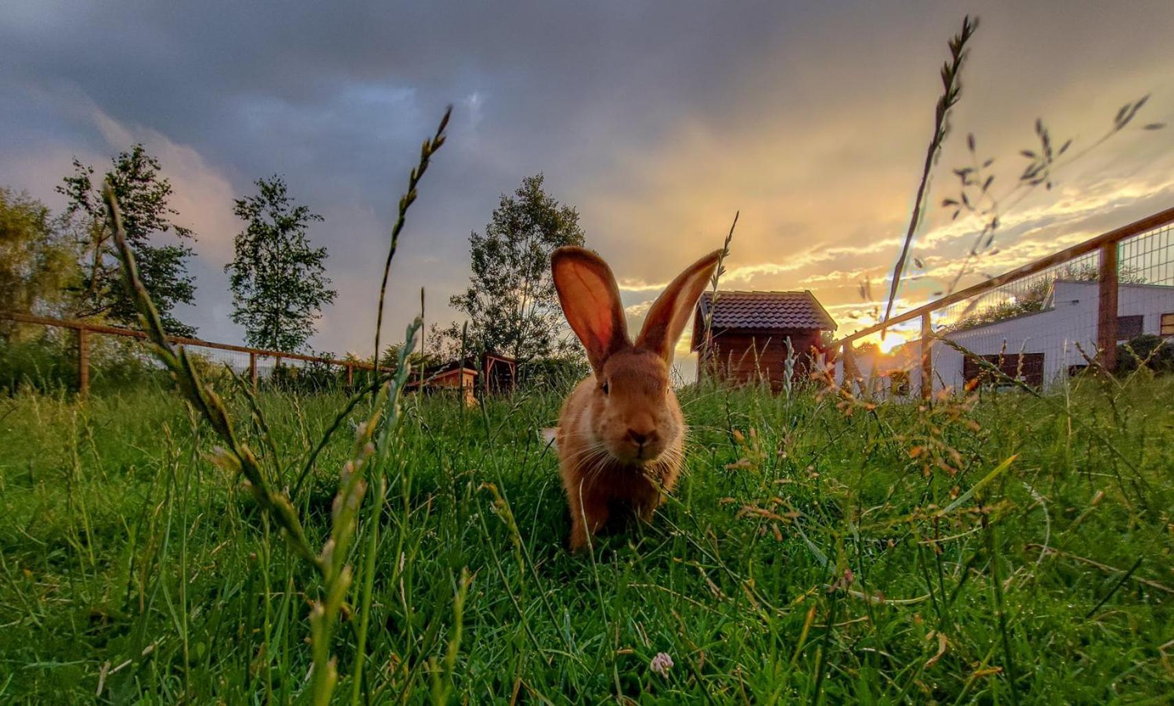 Camphouse Villa Chvalšiny Dış mekan fotoğraf